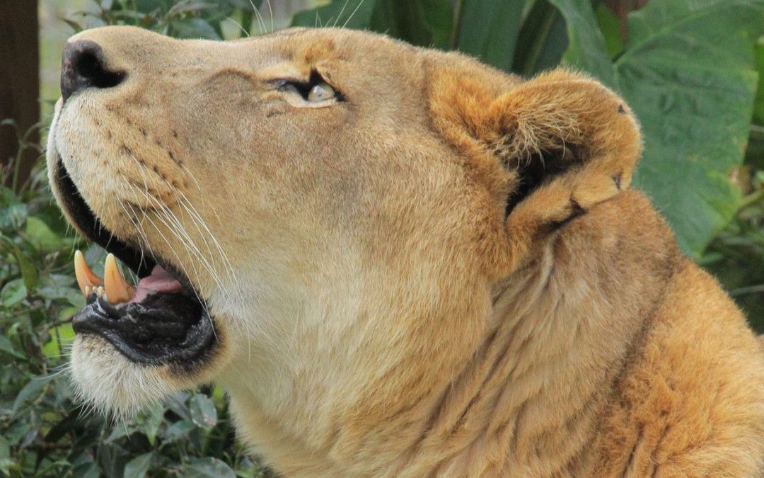 Cameron The Goofy Lion Loves His Brand New Toy - Its The Vibe