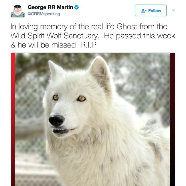 Wolf Named After Game Of Thrones Ghost Dies Its The Vibe